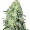 SexBud (Female Seeds) Cannabis-Samen