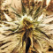 White Widow (Nirvana Seeds) Cannabis-Samen