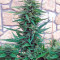 Blueberry Cheese Auto cannabis strain