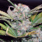 Fast Bud #2 Auto (Sweet Seeds) Cannabis-Samen