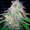Fast Bud #2 Auto (Sweet Seeds) Cannabis-Samen
