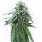 Early Skunk regular (Sensi Seeds) Cannabis-Samen