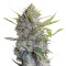 Serious Happiness (Serious Seeds) Cannabis-Samen