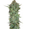 Skunk #1 regular (Sensi Seeds) Cannabis-Samen