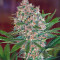 Sweet Special F1 Fast version (Sweet Seeds) Cannabis-Samen
