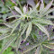 Think Big Auto (Dutch Passion) Cannabis-Samen