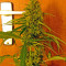Critical Jack (Dinafem Seeds) Cannabis-Samen