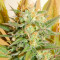 High Level (Eva Seeds) Cannabis-Samen