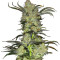 King’s Kush (GHS) Cannabis-Samen