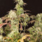 Remo Chemo (Dinafem Seeds) Cannabis-Samen