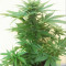 Royal Bluematic Auto (RQS) Cannabis-Samen