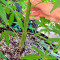 South African Kwazulu cannabis strain