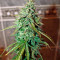 UK Cheese Auto (Humboldt Seeds Organization) Cannabis-Samen