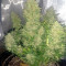 Big Devil Auto (Sweet Seeds) Cannabis-Samen