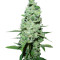AK-47 regular (Serious Seeds) Cannabis-Samen