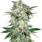 Mazar Kush (World of Seeds) Cannabis-Samen