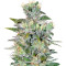 Space (World of Seeds) Cannabis-Samen