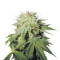 Stinky Pinky regular (T.H. Seeds) Cannabis-Samen