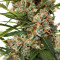 Auto Orange Bud feminisierte Samen (Dutch Passion)