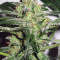 Auto White Widow x Big Bud (Female Seeds) Cannabis-Samen