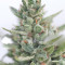 Calamity Jane Auto (Buddha Seeds)