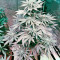 Bubba Kush Autoflowering (Dinafem Seeds) Cannabis-Samen