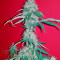 Kali Mist regular (Serious Seeds) Cannabis-Samen