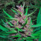 Passion #1 (Dutch Passion) Cannabis-Samen