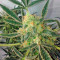 Black Jack Auto (Sweet Seeds) Cannabis-Samen