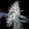 Jack Herer Auto (GHS) Cannabis-Samen