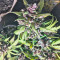 Red Poison Auto (Sweet Seeds) Cannabis-Samen