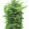 Shot Adrenaline Auto (Samsara Seeds) Cannabis-Samen