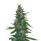 Timanfaya Auto (VIP seeds) Cannabis-Samen