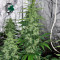 Chronic (Serious Seeds) Cannabis-Samen