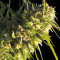 Critical Impact (Vision Seeds) Cannabis-Samen