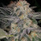 Crystal Queen (Vision Seeds) Cannabis-Samen