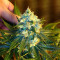 Jack Herer (Vision Seeds) Cannabis-Samen