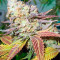 Lucid Bolt (Paradise Seeds) Cannabis-Samen
