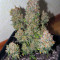 Rhino Ryder Auto (Fast Buds) Cannabis-Samen