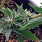 Roadrunner Autoflowering (Dinafem Seeds) Cannabis-Samen