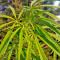South African Kwazulu strain