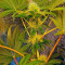 Blue Pyramid (Pyramid Seeds) Cannabis-Samen