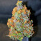 Cream Mandarine XL Auto (Sweet Seeds)