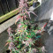 Dark Devil Auto (Sweet Seeds) Cannabis-Samen