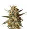 Bubblegum XL (RQS) Cannabis-Samen