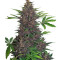 Buddha Purple Kush Auto (Buddha Seeds) Cannabis-Samen