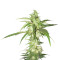LA Confidential regular (DNA Genetics) Cannabis-Samen