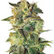 Sugar Mango Ryder Auto (World of Seeds) Cannabis-Samen