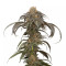 Purple Afghan Kush (Dinafem Seeds) Cannabis-Samen