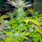 White Widow (Pyramid Seeds) Cannabis-Samen